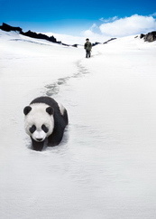 熊猫回家路 海报